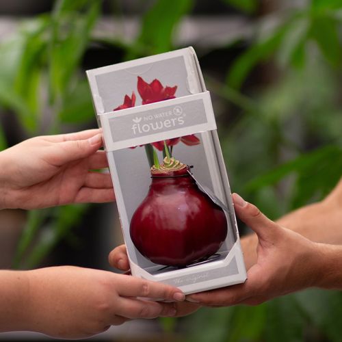 Amaryllis bulb in gift box - Image 22